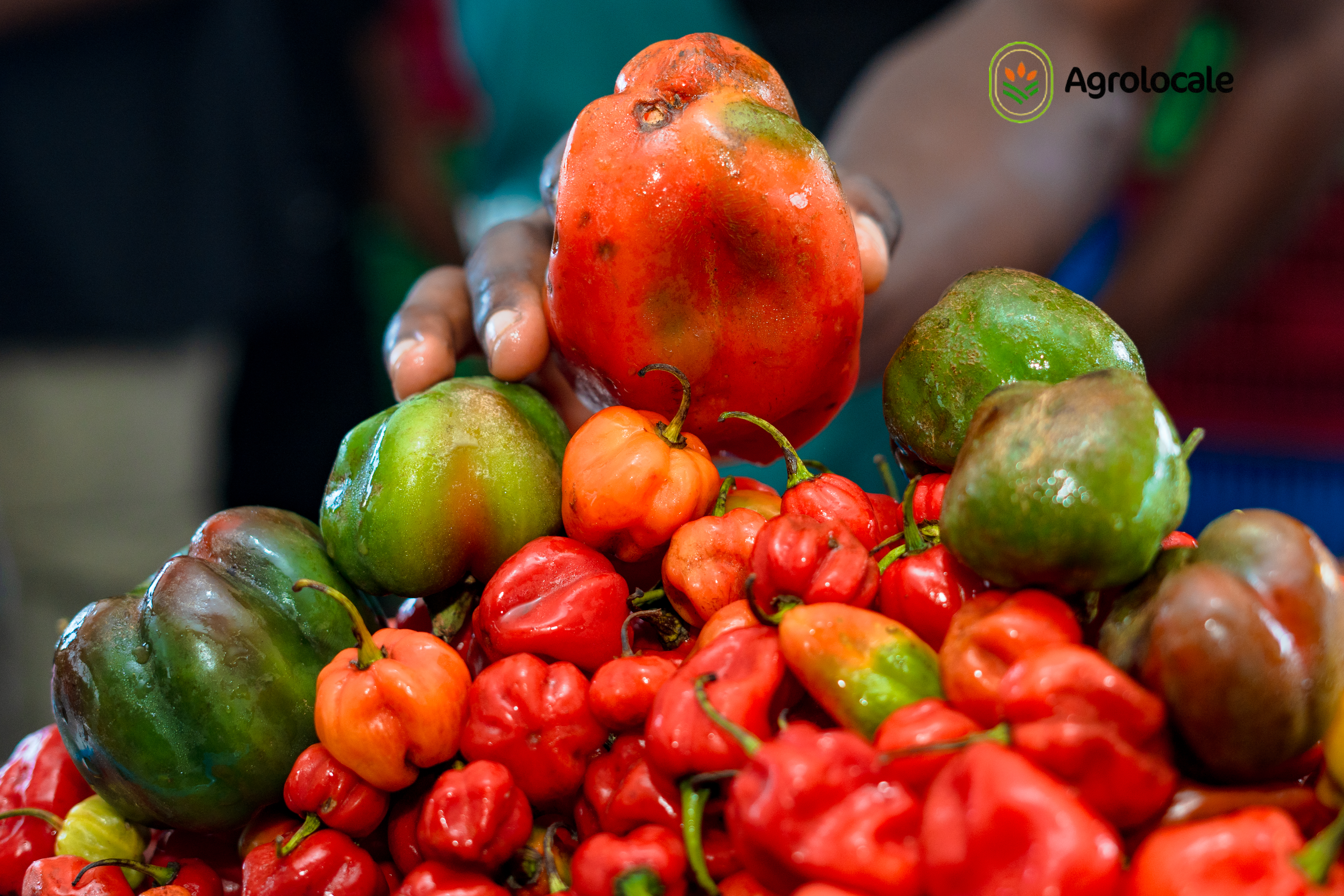 Habanero 25 kg farm-fresh pepper bag