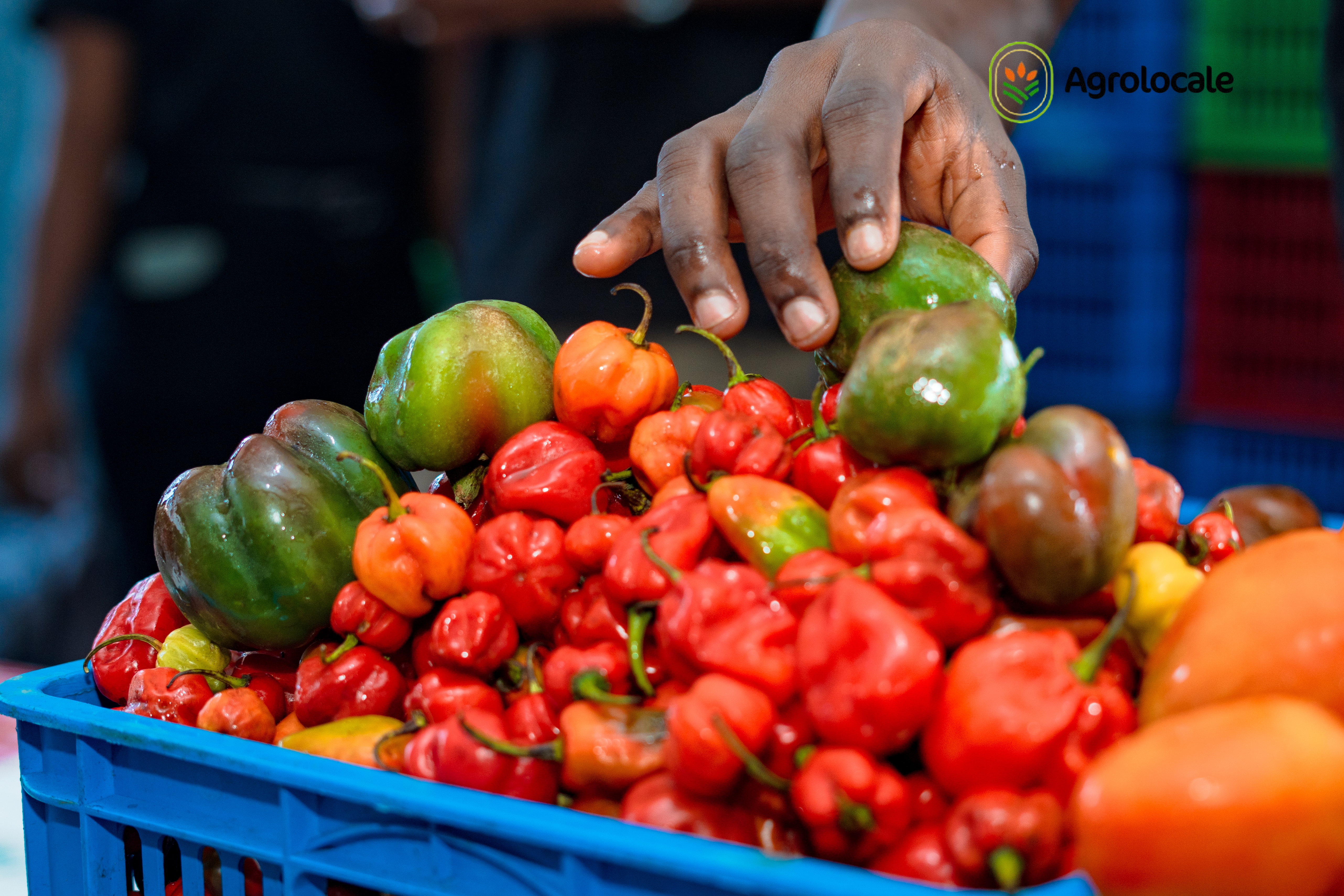 Habanero! – Hot & Fiery