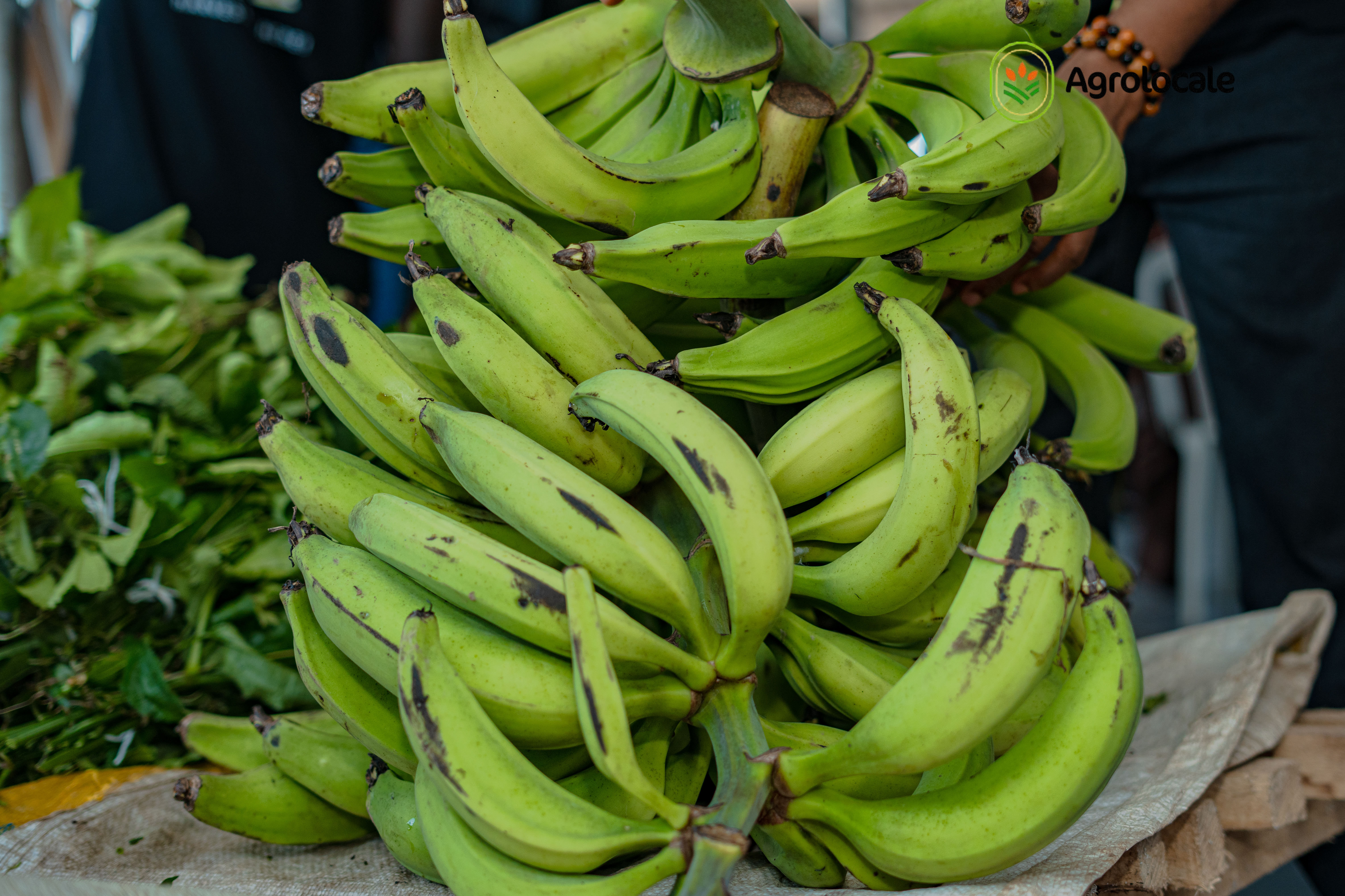Plantain 25 kg farm-fresh bag