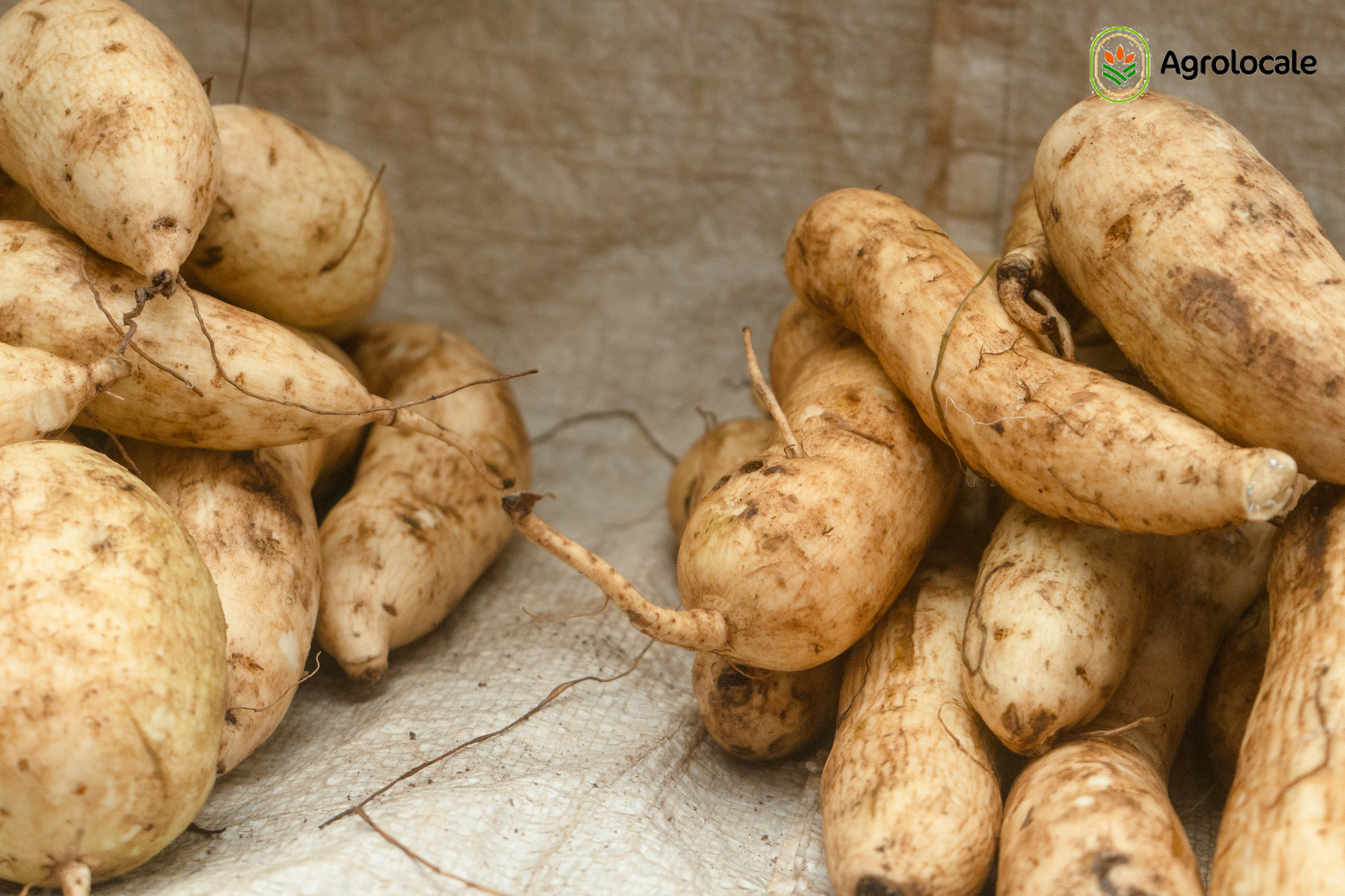 Potatoes! – Fresh & Tasty