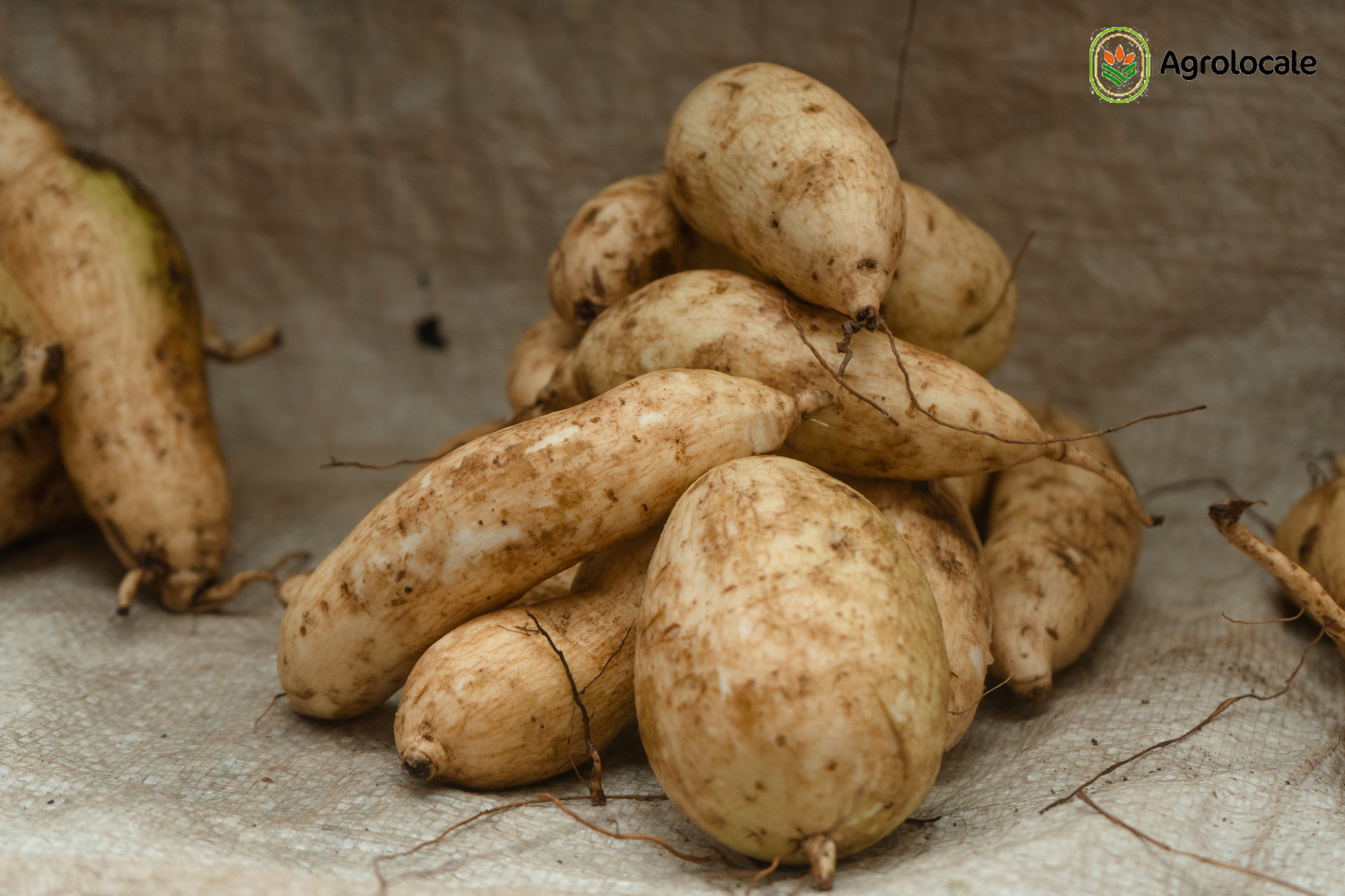 Potato β Fresh Farm Potatoes 25 kg