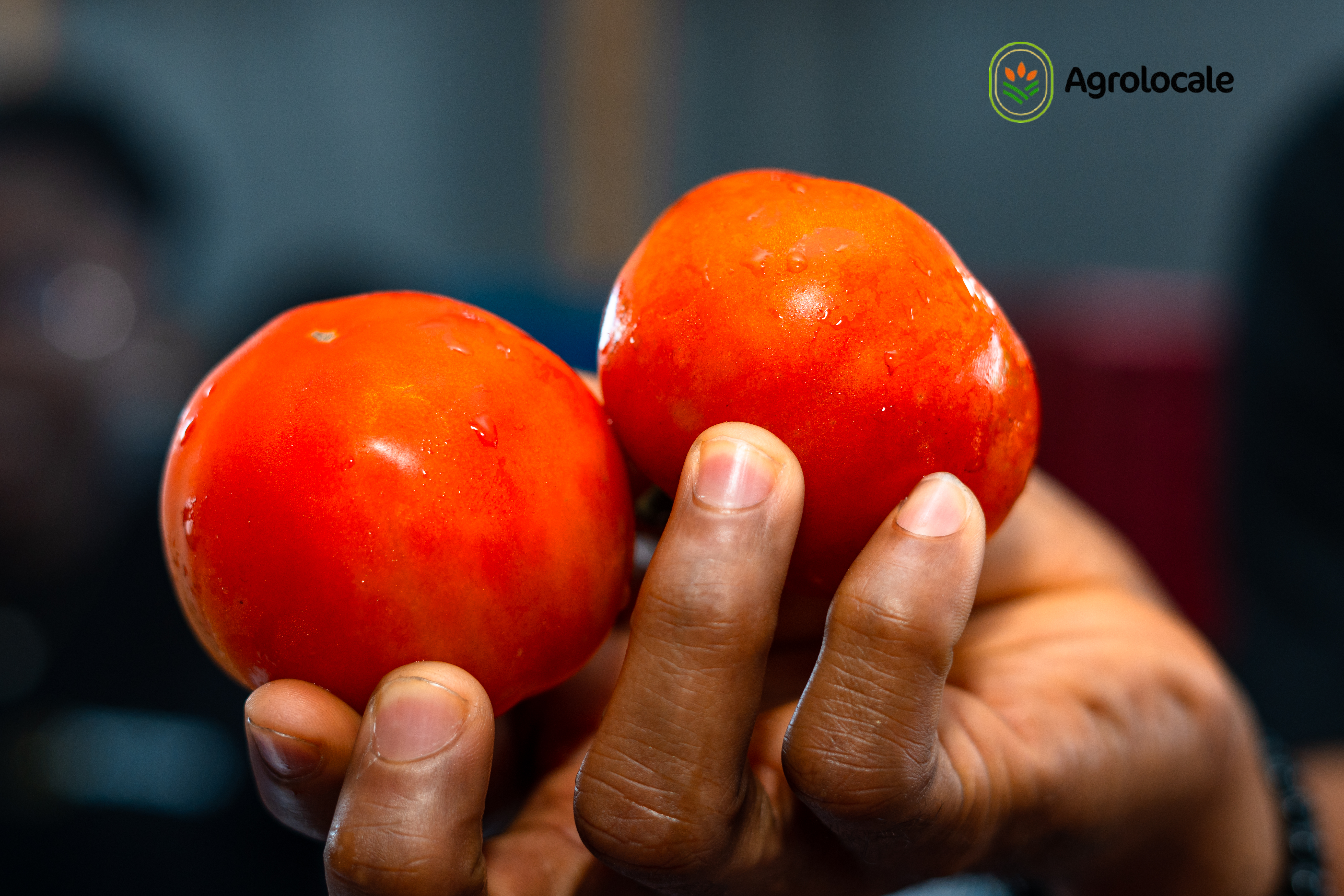 Tomato! – Fresh & Juicy