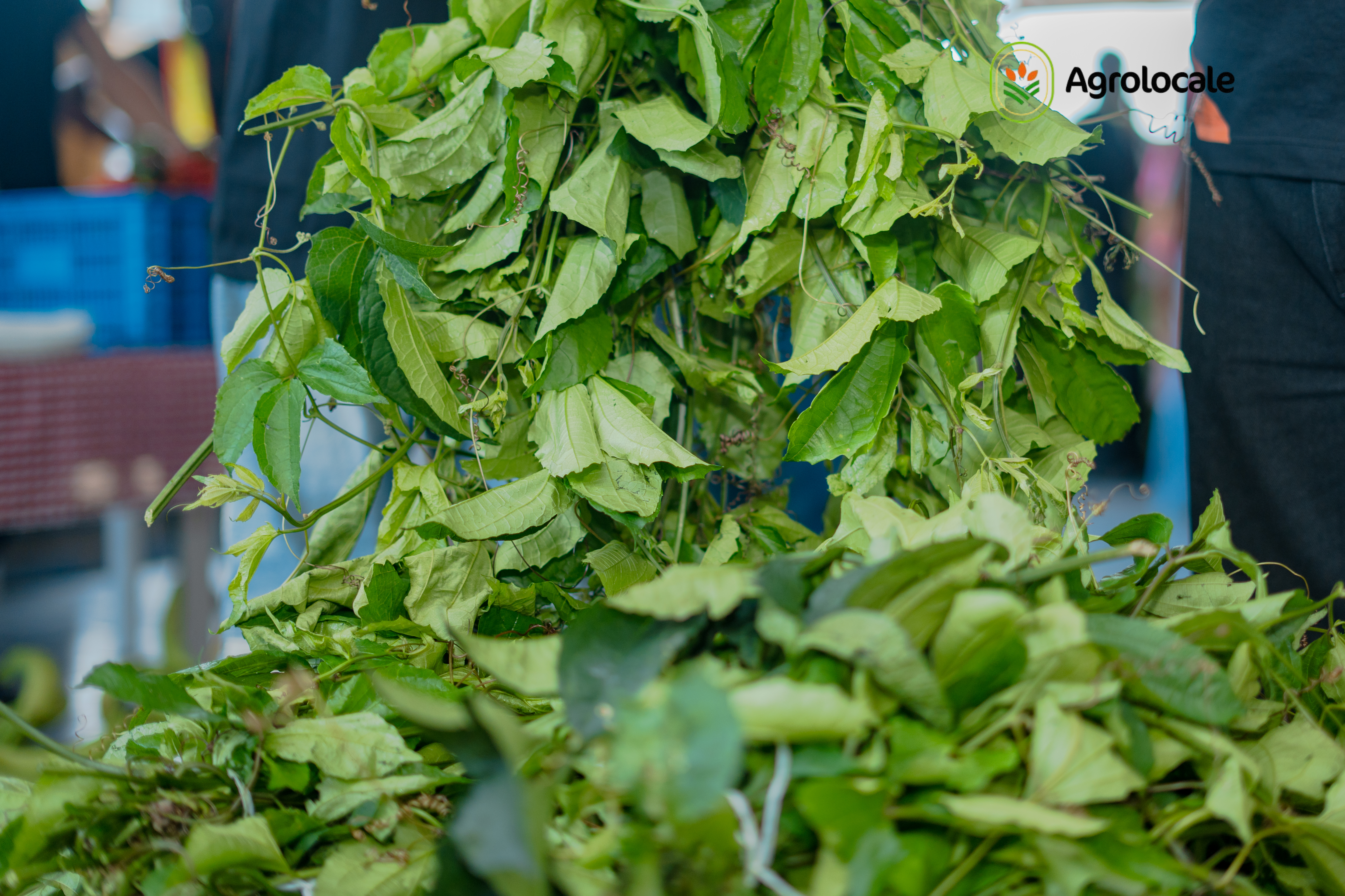 Ugu! – Green & Fresh