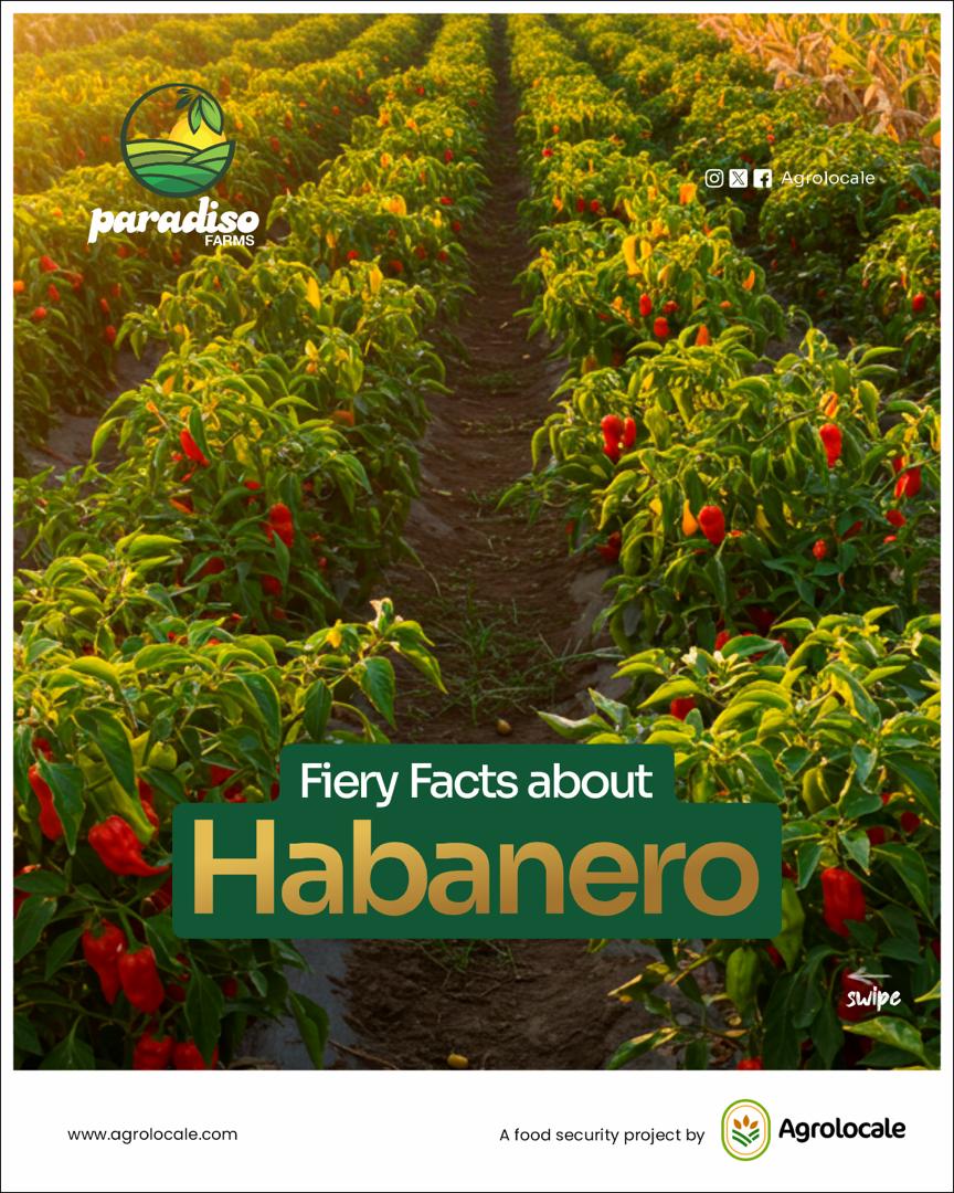 🌶️ Habanero 1