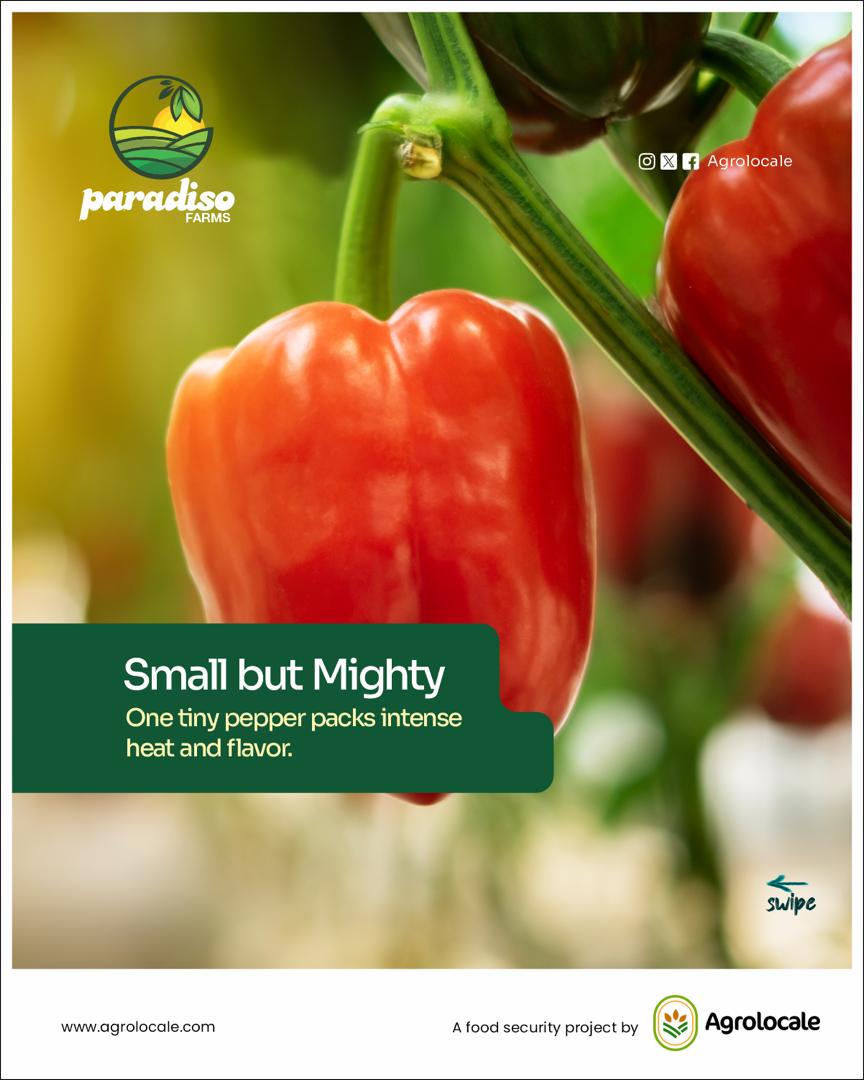 🌶️ Habanero 2