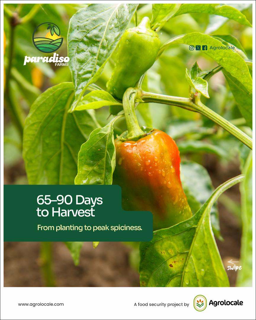 🌶️ Habanero 5